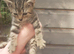 Bengal X KITTENS Boys & Girls Ready Now