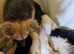 Beautiful litter of Long coated German Shepherd puppies
