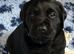 Stunning black lab puppies