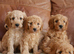 Beautiful Health Tested F1b Cavapoo Puppies
