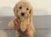 Cockapoo puppies