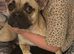 Frug dog