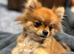 Pomeranian girl