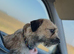 Border Terrier X Miniature Poodle puppies