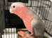 Handrewred super tame baby