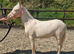 Prince - handsome pony looking for a home