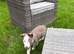 Border collie puppies