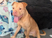 Staffie cross sha-pei male