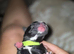 Frenchie cross whippet mum patterdale cross daushaund dad