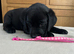 Black Labradors for sale - Pedigree and KC registered