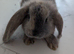5 mix French lops & 1 100% French lop