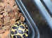 Indian star tortoise babies CB 2025