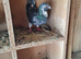 Raceing pigeon