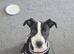 Bullgrey X Staffordshire bull terrier