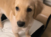 Beautiful KC-Registered Female Golden Retriever Puppy - 16 Weeks Old