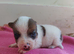 Gorgeous Pedigree Jack Russell Puppies