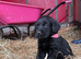 8week old Labrador pups