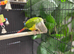 Semi tame conure with cage
