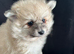 Pomerian pups for sale!!