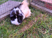Female guinea pigs for sale