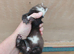 Unique micro jill- Nearly 6months old.