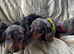 Miniature silver dapple dachshunds