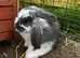 Pure bred French lops ready to leave