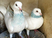 4 pigeons for sale