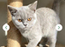 Stunning lilac British short hair girl