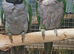 Young Derbyan Parrots