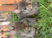 3 netherland dwarf babies for sale