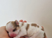 KC registered Lhasa Apso Puppies