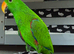 Stunning solomon Eclectus
