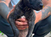 Lurcher puppy for sale