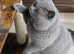 TICA Registered Blue Stud