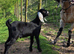 Pedigree Anglo Nubian kids for sale