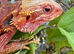 Bearded dragon female