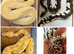 Royal pythons snakes for sale