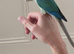 Hand reared turquoise yellowsided gcc