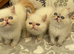 Super GCCF Registered Kittens - £950