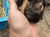 Handsome baby guinea pigs available in May.