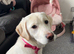 7 month old female Labrador retriever