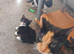 Four kittens..