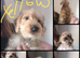 Jackapoo ( Cockapoo x Jack Russell First vax Done Second arranged Please read on