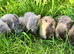 Beautiful baby lionlops