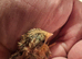 Baby chinese painted button quail