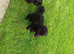 Kc registered prcd pra clear toy poodle
