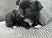 KC LONG COAT CHIHUAHUA
