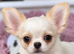 Beautiful White & Cream Long coat Male Chihuahua