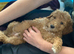 3 boys1 girl, golden doodles , stunning pups , all raised in a family home ! Really worth coming to see them